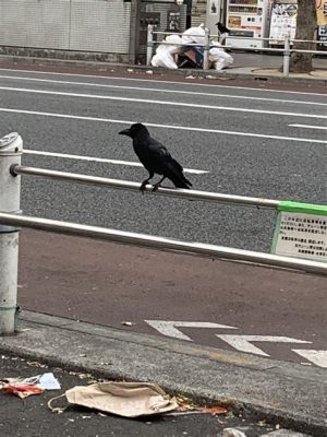 上野 駐車場 安い 平日 そして、なぜかカラスが駐車場の主役になっている