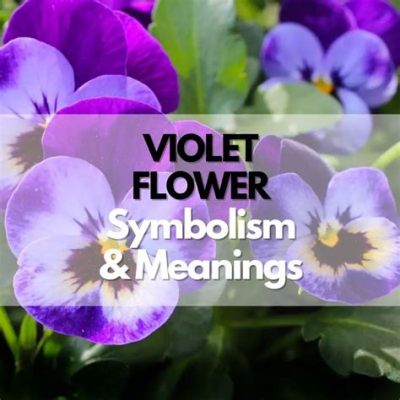 violet 뜻: 보라색의 상징성과 문화적 의미